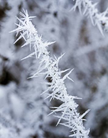 frost, ice, winter, spike Haraldmuc - Dreamstime