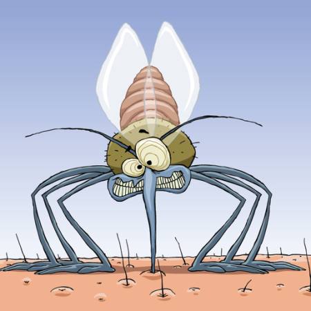 mosquito, animals, hair, flies, family, infection, malaria Dedmazay - Dreamstime