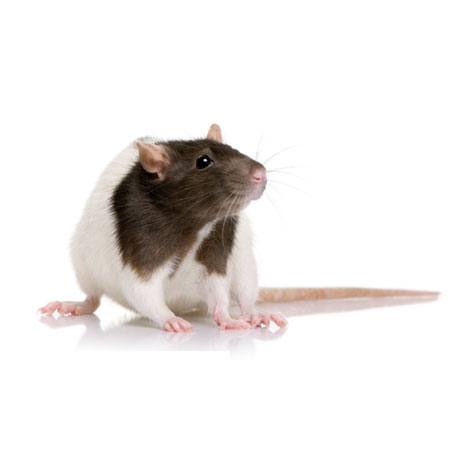 rodent, animal, mouse Isselee - Dreamstime