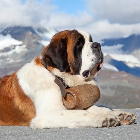 dog, barrel, mountain Swisshippo - Dreamstime