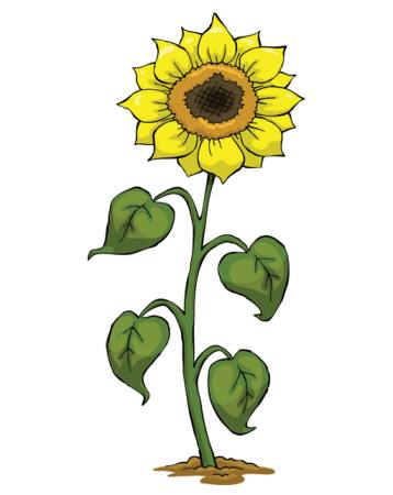 yellow, grow, flower, green, plant Dedmazay - Dreamstime