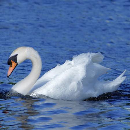 bird, water, swan, duck Brett Critchley - Dreamstime