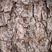 tree, nature, object, bark Oleg Pilipchuk - Dreamstime