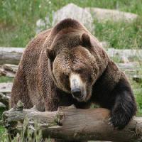 Pixwords The image with bear, animal, wild Richard Parsons - Dreamstime