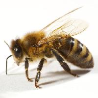 Pixwords The image with bee, fly, honey Tomo Jesenicnik - Dreamstime