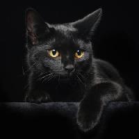 cat, animal Svetlana Petrova - Dreamstime