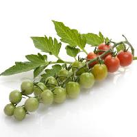 fruits, vegetables, tomatoes, tomato, green, red, leaves, food Svetlana Foote (Saddako123)