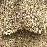 Pixwords The image with butterfly, bug, tree, bark Wilm Ihlenfeld - Dreamstime