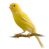 Pixwords The image with bird, yellow Isselee - Dreamstime