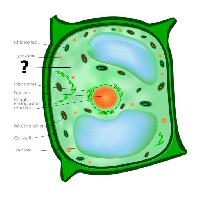 Pixwords The image with cell, cellular, green, orange, chloroplast, nucleos, vacuole Designua