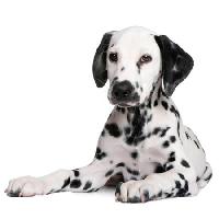 Pixwords The image with dog, spots, animal Isselee - Dreamstime