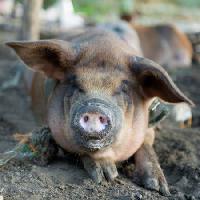 Pixwords The image with pig, animal, nose Szefei - Dreamstime