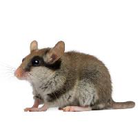 Pixwords The image with mouse, rat, animal Isselee - Dreamstime