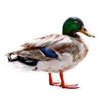 Pixwords The image with animal, water, swim, duck, bird Wastesoul - Dreamstime