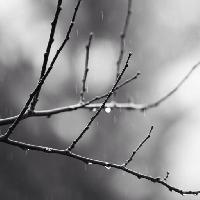 Pixwords The image with branch, tree, black, white, rain, water Mtoumbev