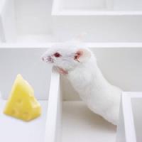 Pixwords The image with mouse, mice, cheese, labyrinth Juan Manuel Ordonez - Dreamstime