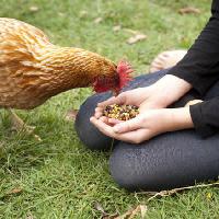 Pixwords The image with chicken, hands, eat, food, grass, green Gillian08 - Dreamstime