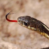 snake, animal, wild Gerald Deboer (Jerryd)