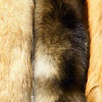 Pixwords The image with animal, fur, gold Jinfeng Zhang - Dreamstime