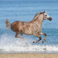Pixwords The image with horse, water, sea, beach, animal Regatafly