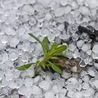 beads, ice, rain, flower, green, plant Dantautan - Dreamstime