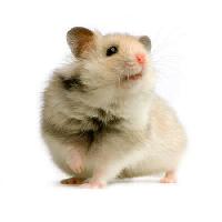 Pixwords The image with rat, mouse, animal Isselee - Dreamstime