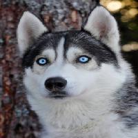 Pixwords The image with dog, eyes, blue, animal Mikael Damkier - Dreamstime