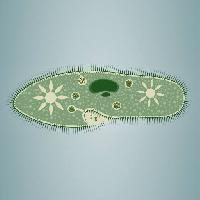 Pixwords The image with footprint, algae, green, star, microscopic, tissue Vladimir Zadvinskii (Vladimiraz)