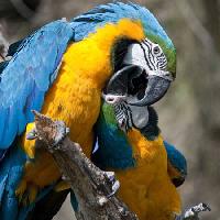 Pixwords The image with parrot, bird, color, birds Marek Jelínek - Dreamstime