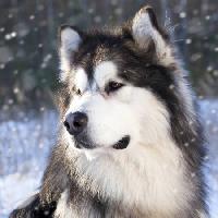 Pixwords The image with wolf, dog, animal, wild Lilun - Dreamstime