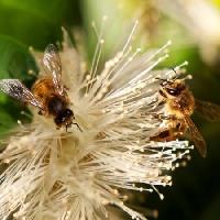 bees, nature, bee, polen, flower Sheryl Caston - Dreamstime