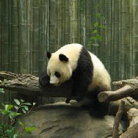 Pixwords The image with panda, bear, small, black, white, wood, forest Nathalie Speliers Ufermann - Dreamstime