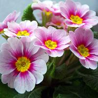 flowers, flower, pink, white, nature Taina Sohlman (Taina10)