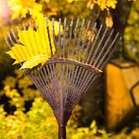 Pixwords The image with autumn, leaf, leaves, yellow, leaf broom, broom Jarihin