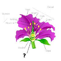 Pixwords The image with plant, drawing, stamen, petal, filament, ovule Snapgalleria
