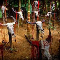 head, heads, skull, skulls, blood, trees, animals Victor Zastol`skiy - Dreamstime