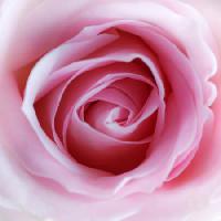 Pixwords The image with flower, pink Misterlez - Dreamstime