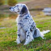 dog, animal, spots, green, grass Alexey Stiop - Dreamstime