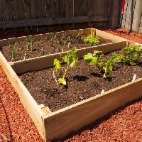 vegetable, vegetables, grow, grown, green, plant, plants, wood Mvogel