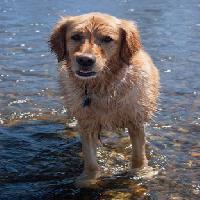 Pixwords The image with dog, water, animal Emilyskeels22 - Dreamstime